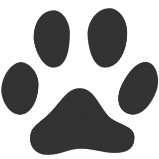 Cat Icon png download - 800*600 - Free Transparent Cat png