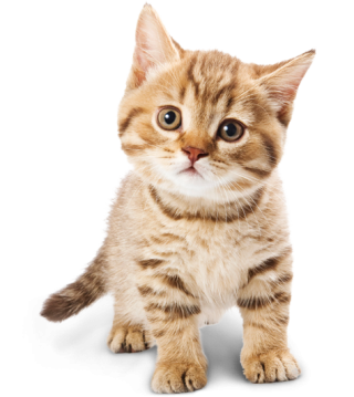 Baby Cat Png PNG images