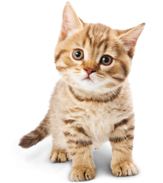 cat transparent background