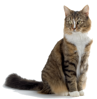 Brown White Cat Png PNG images