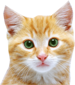 Cat png images