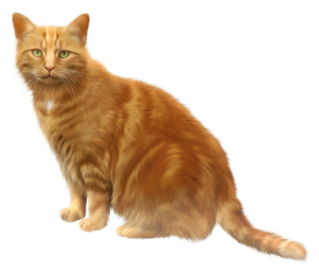 Transparent Cat Png Background PNG images