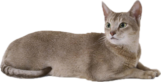 Female Cat Png PNG images