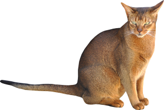 Cat Sitting Brown Png PNG images