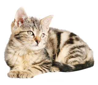 Grey Cat Png PNG images