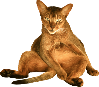 Devil Cat Png PNG images