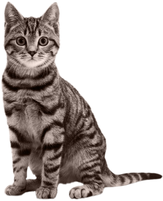 Sitting Small Cat Png PNG images