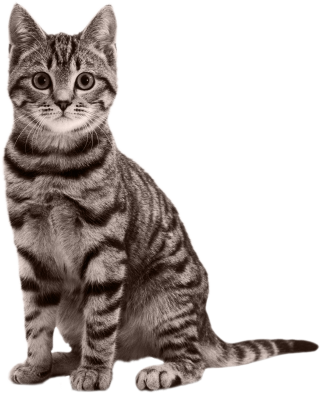 Cat Icon png download - 800*600 - Free Transparent Cat png