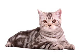 Cat Stretched Png PNG images