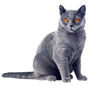 PNG Cat Transparent PNG images