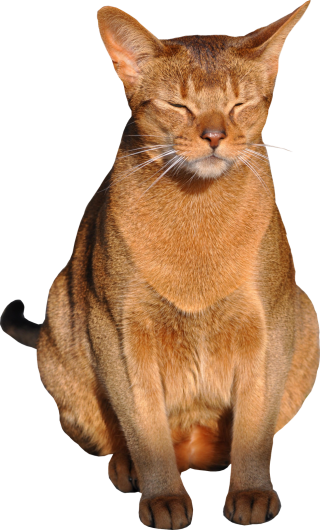 Cat Pic PNG PNG images