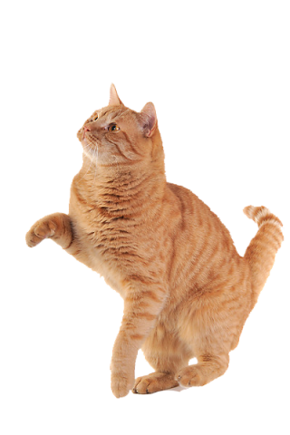 Golden Paw Cat Png PNG images