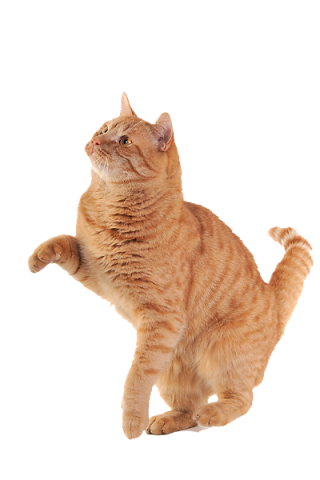 Cat PNG Transparent Images Free Download - Pngfre