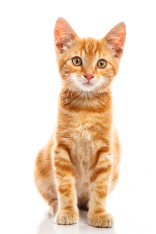 Cute Baby Cat Png PNG images