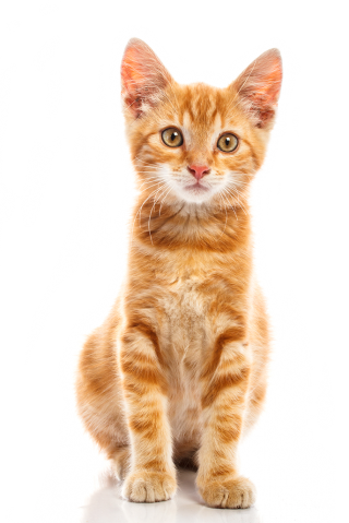 Cat png images