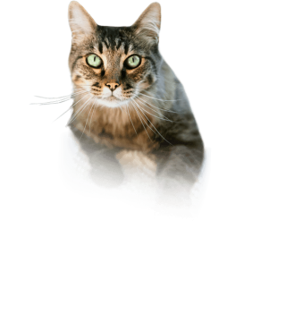Scarry Cat Png PNG images