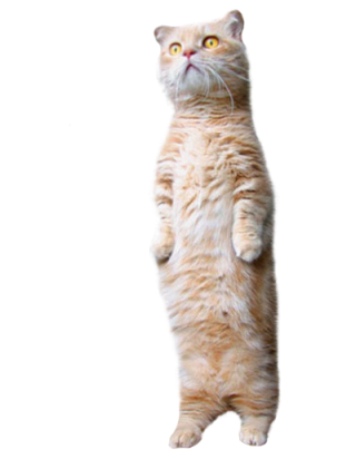 Sweet Standing Cat Png PNG images
