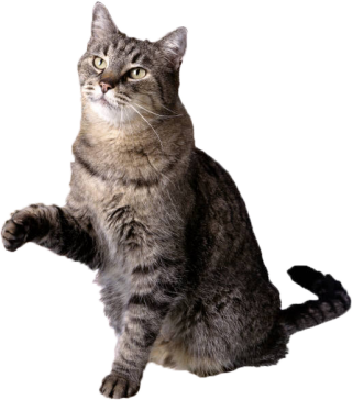 Cat Icon png download - 800*600 - Free Transparent Cat png