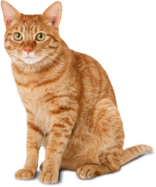 Sitting Yellow Cat Png PNG images