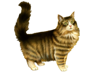 Bloated Feathered Cat Png PNG images