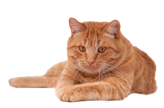 Golden Cat Png PNG images