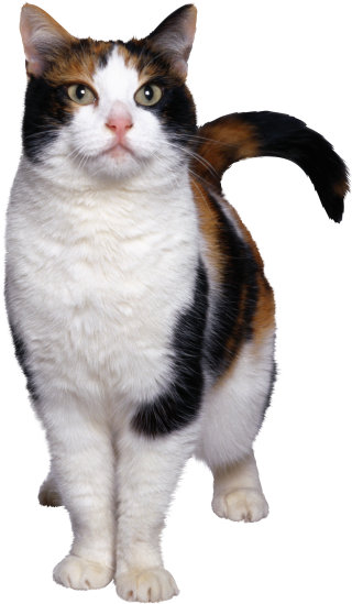 Wonderfull Cat Png PNG images