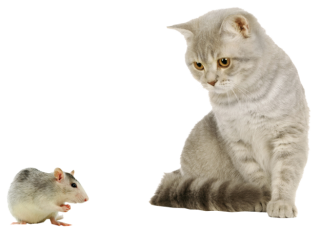 Cat With Mouse Png PNG images