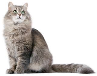 Cute Cat Png PNG images