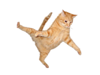 Flying Cat Png PNG images