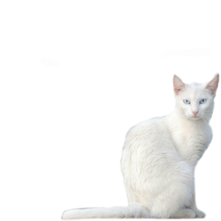White Cat Png PNG images