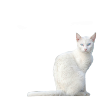 Cat Icon png download - 800*600 - Free Transparent Cat png