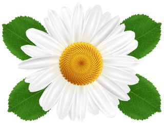 Barberton Daisy Mayweed ChamomileClip Art Common Daisy PNG images