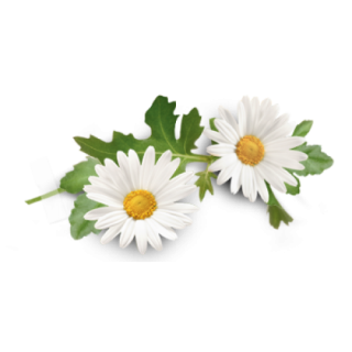 Barberton Daisy Oxeye Daisy Gerbera Daisy PNG PNG images