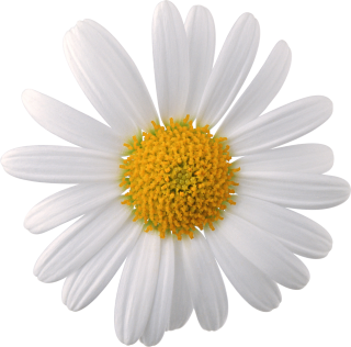 Chamomile Flowers Daisy White And Yellow PNG images