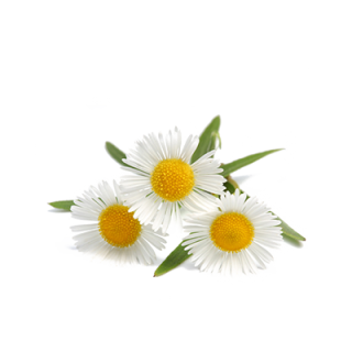 Chamomile Plant Oxeye Daisy German Chamomile Tea PNG images
