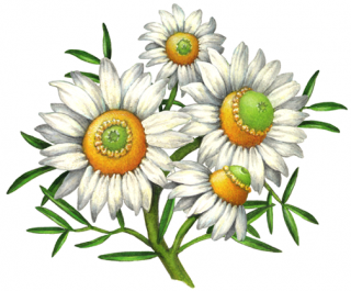 Chamomile Png Image PNG images