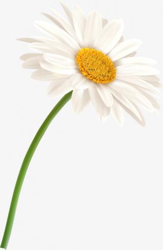 Chamomile Vector Png PNG images