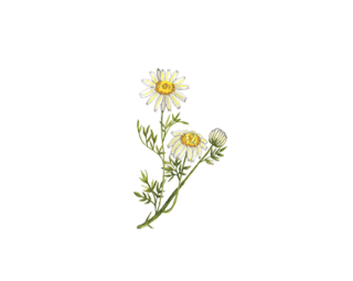 Common Daisy Tea Chamomile PNG images