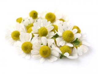 Flower Chamomile Plant Yellow Essential Oil Herbal Distillate PNG images