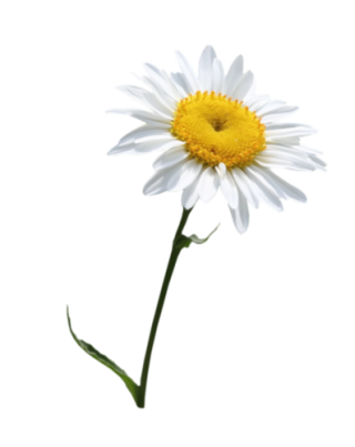 Flower Flowering Plant Oxeye DaisyVase Flower Common Daisy PNG images