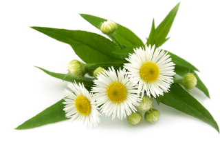 Flower Flowering Plant Plant Tea Essential Oil PNG images