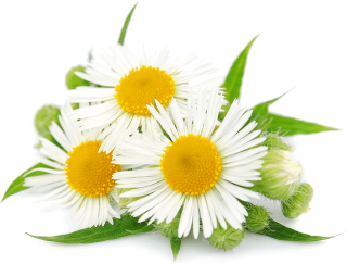 Flower Mayweed Chamaemelum Nobile Chamomile Clip Art PNG images