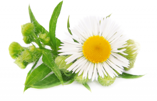 Flowering Plant Camomile Daisy Pedicure Aromatherapy Photograph PNG images