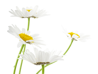 Flowering Plant Petal Chamomile Common Daisy White PNG images