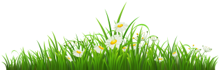 Grass Flower Plant Chamomile Clip Art PNG images