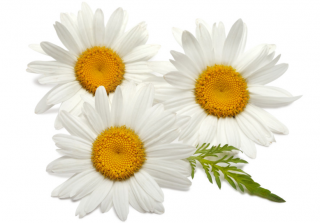 Mayweed Daisy ChamomileRoman Chamomile Essential Oil PNG images