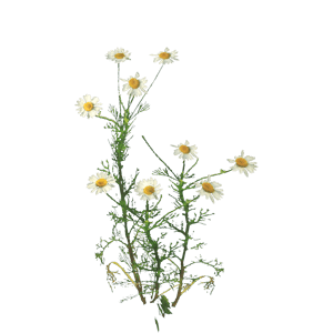 New York Aster Aster Wildflower Chamomile Alchemy PNG images