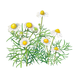 Plant Chamaemelum Nobile Oxeye Daisy Clip Art Illustration Image PNG images