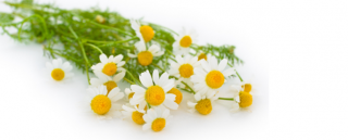 Png Format Images Of Chamomile PNG images