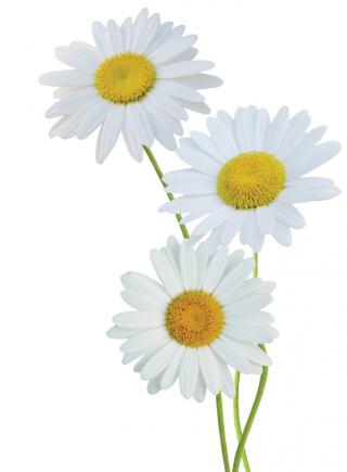 Roman Chamomile Flower Psd Oxeye Daisy Plants PNG images